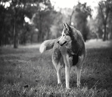 3D Running Huskies 46 Wallpaper AJ Wallpaper 
