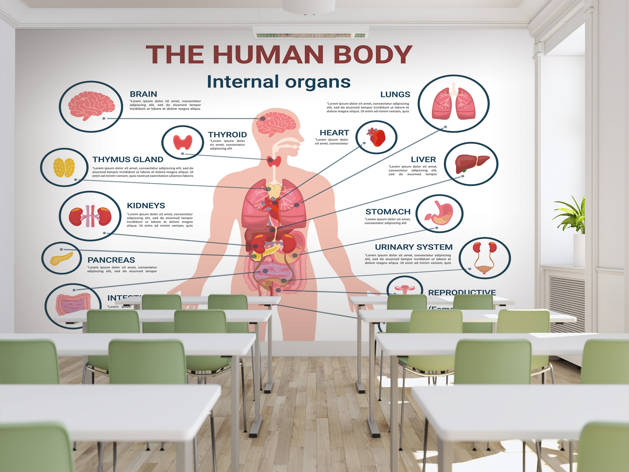 3D Human Organs 188 Wall Murals