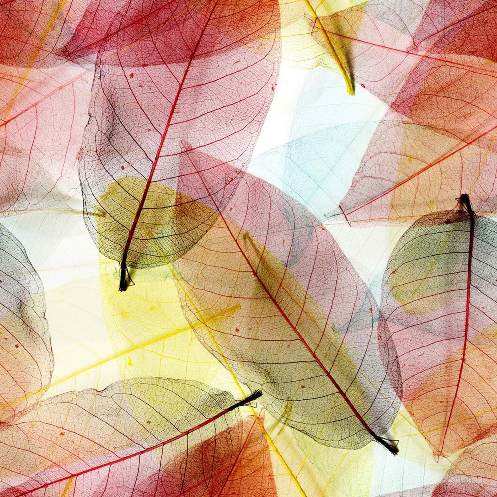 Color Leaves Veins Wallpaper AJ Wallpaper 