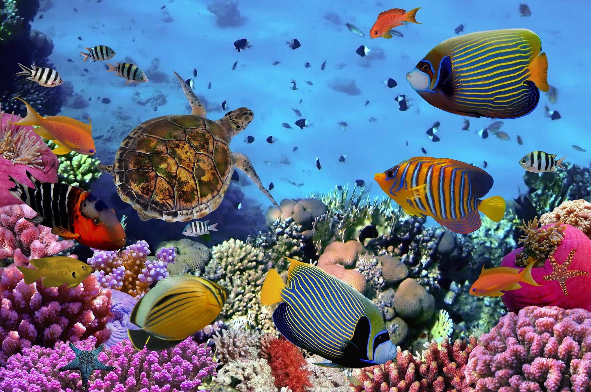 Sea Corals Fishes Wallpaper AJ Wallpaper 