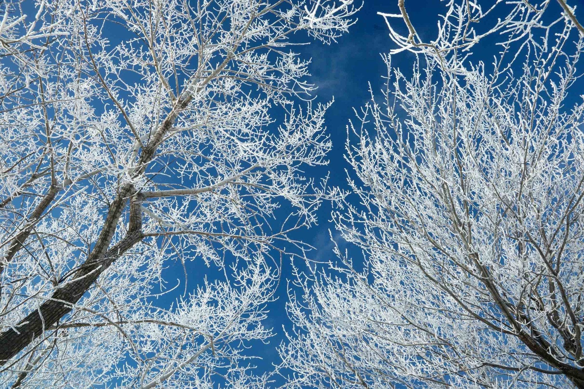 Frozen Trees Blue Sky Wallpaper AJ Wallpaper 