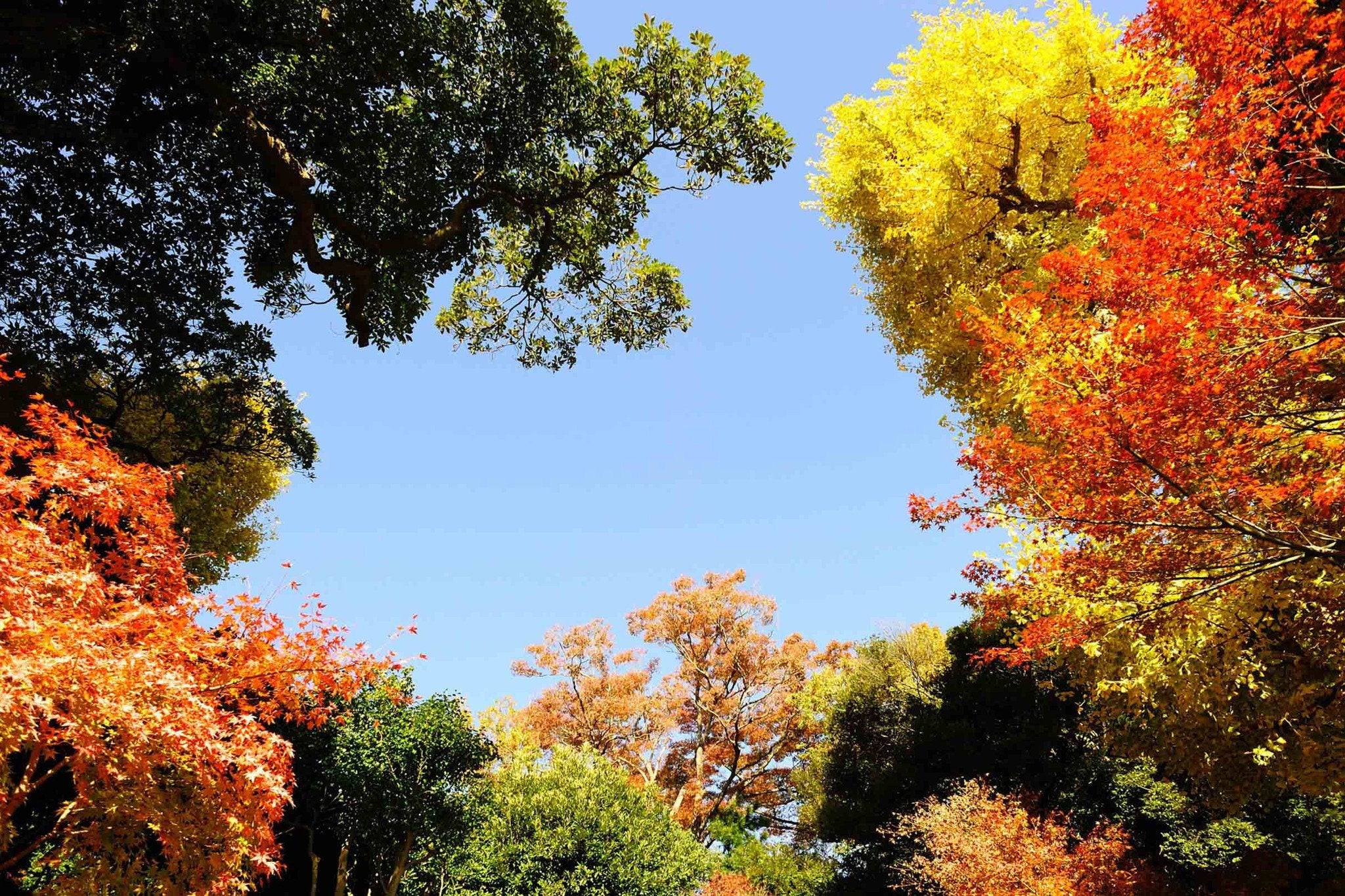 Colorful Trees Blue Sky Wallpaper AJ Wallpaper 