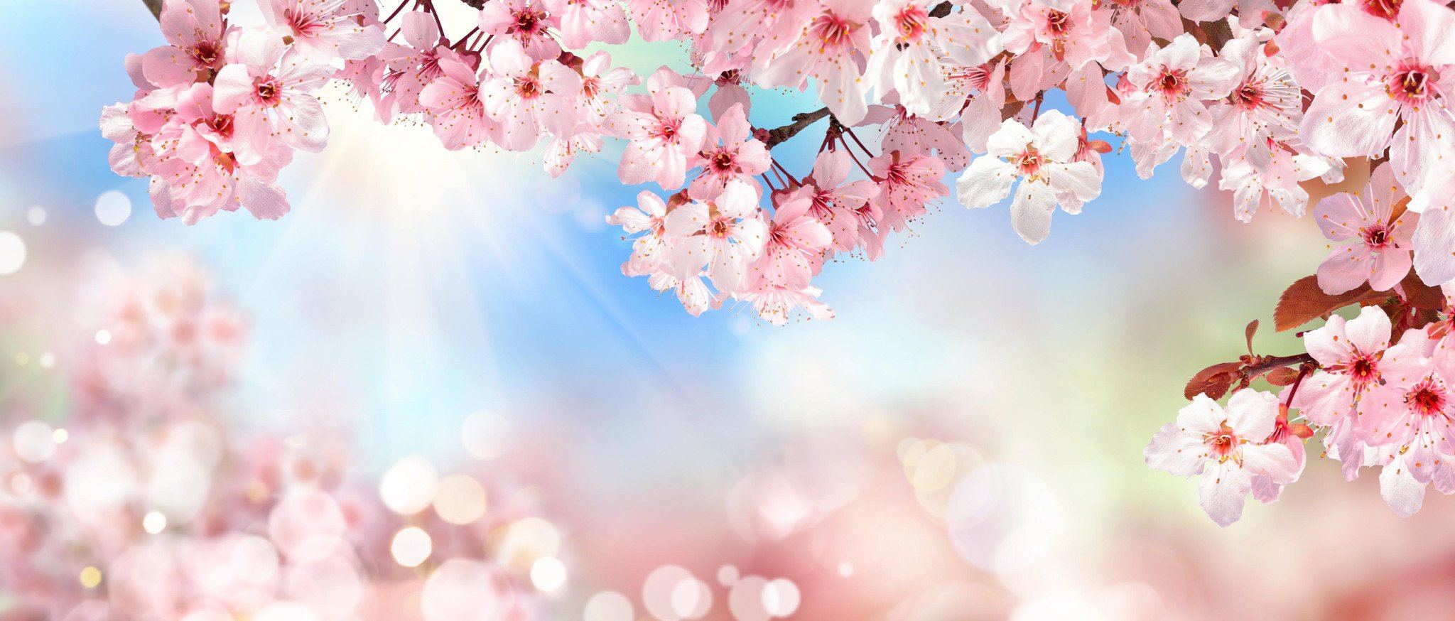Bright Spring Flowers Wallpaper AJ Wallpaper 
