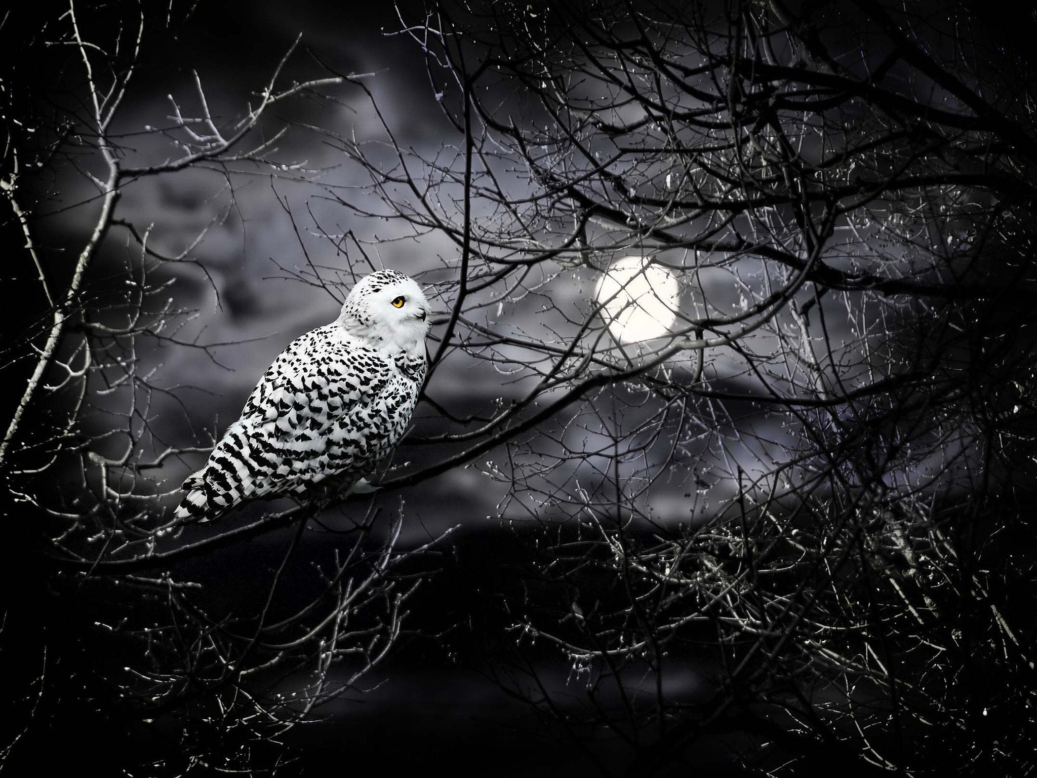 Bright Moon And Bird Wallpaper AJ Wallpaper 