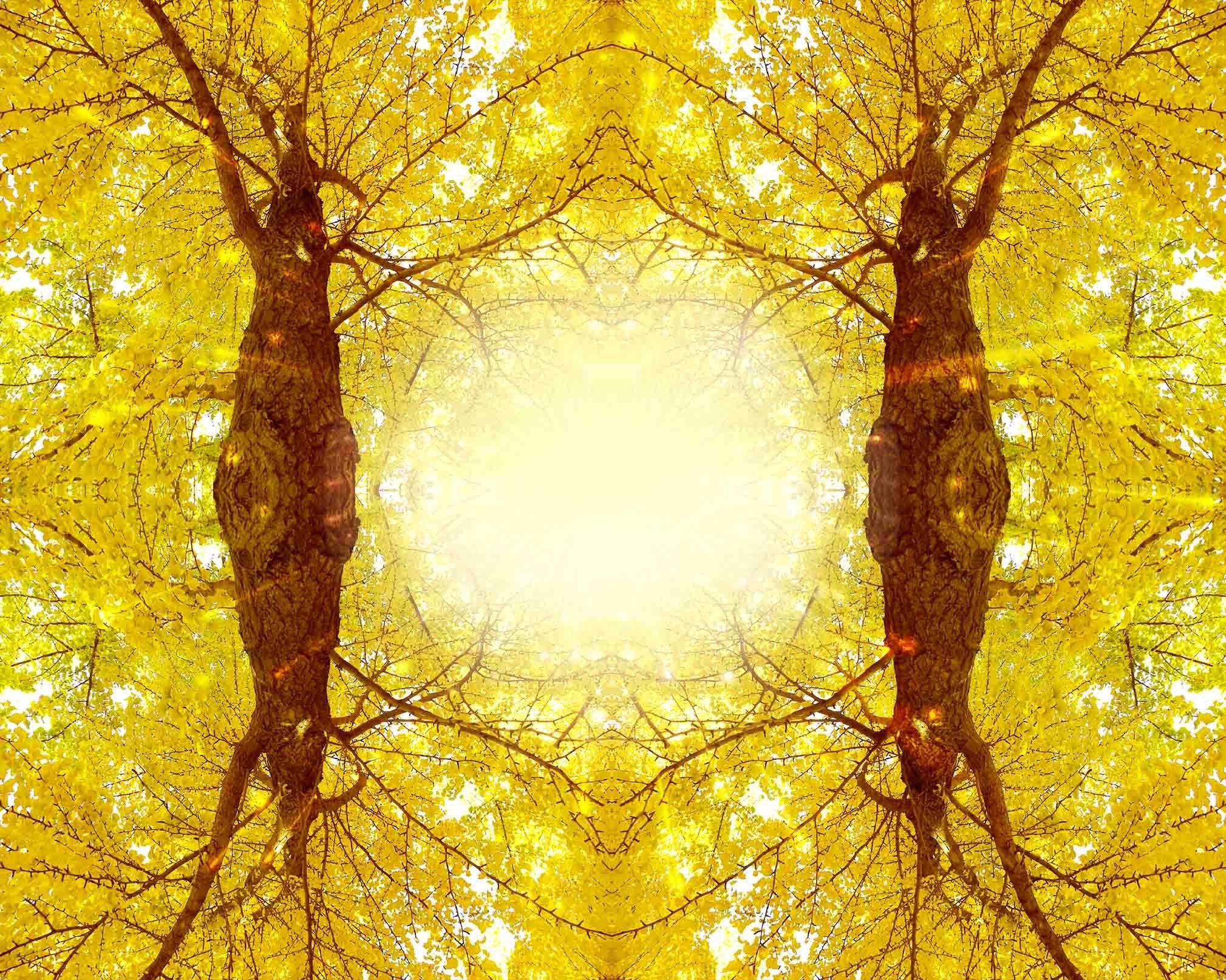 Symmetrical Trees Wallpaper AJ Wallpaper 