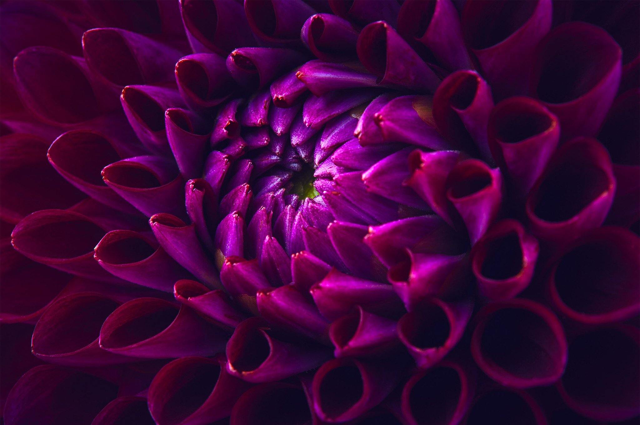 Charming Blooming Flower Wallpaper AJ Wallpaper 