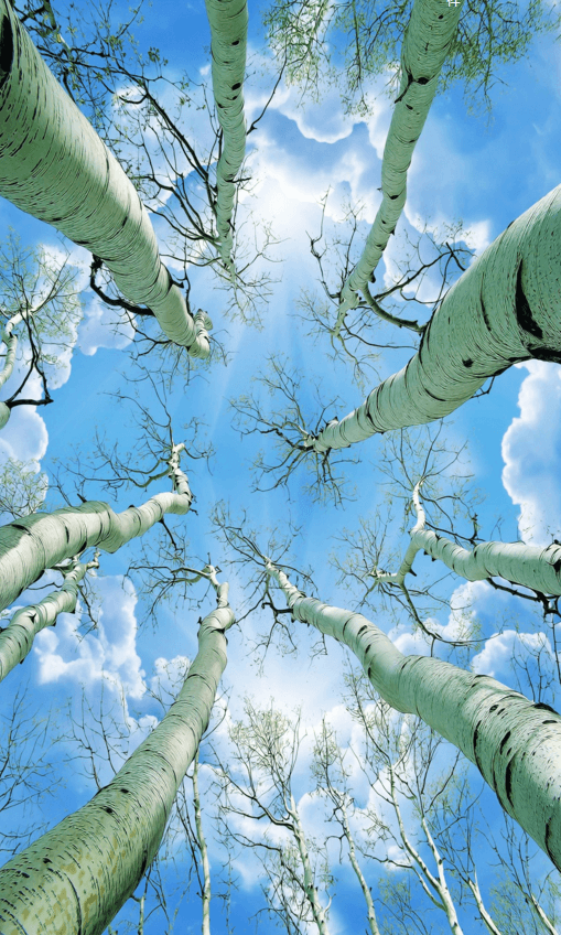 Treetop Blue Sky Wallpaper AJ Wallpaper 2 