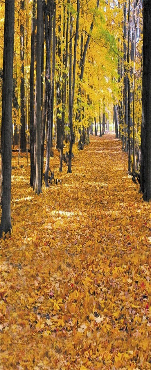 3D fallen leaves autumn trees door mural Wallpaper AJ Wallpaper 