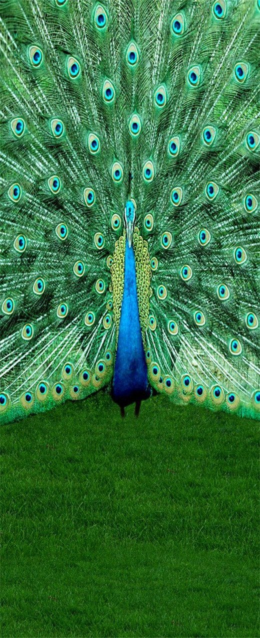 3D peacock flaunting its tail door mural Wallpaper AJ Wallpaper 