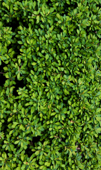 3D Fresh Green Leaves Floor Mural Wallpaper AJ Wallpaper 2 