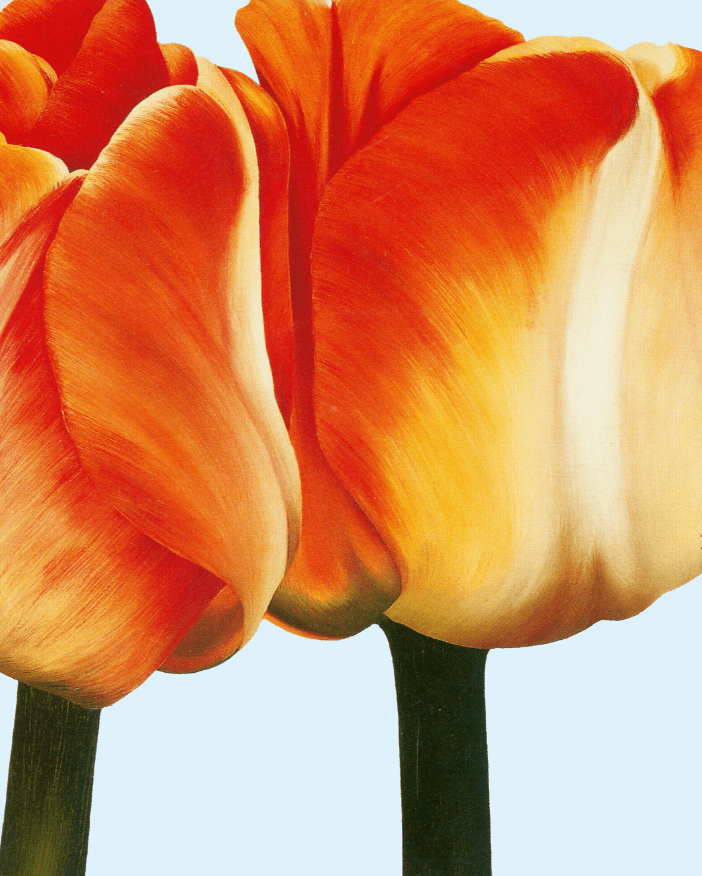 Orange Tulips 1 Wallpaper AJ Wallpaper 