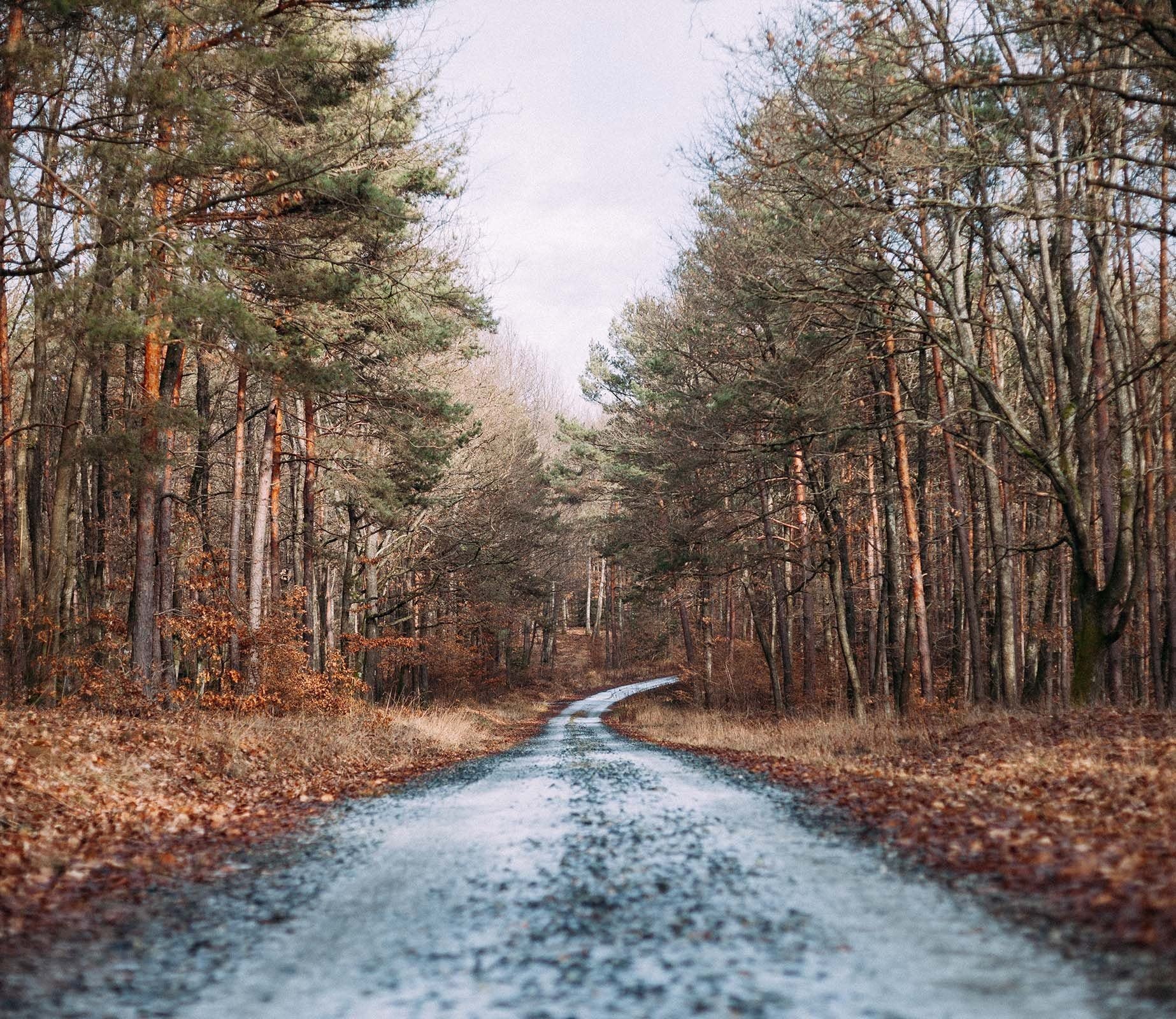 3D Small Road Woods 660 Wallpaper AJ Wallpaper 