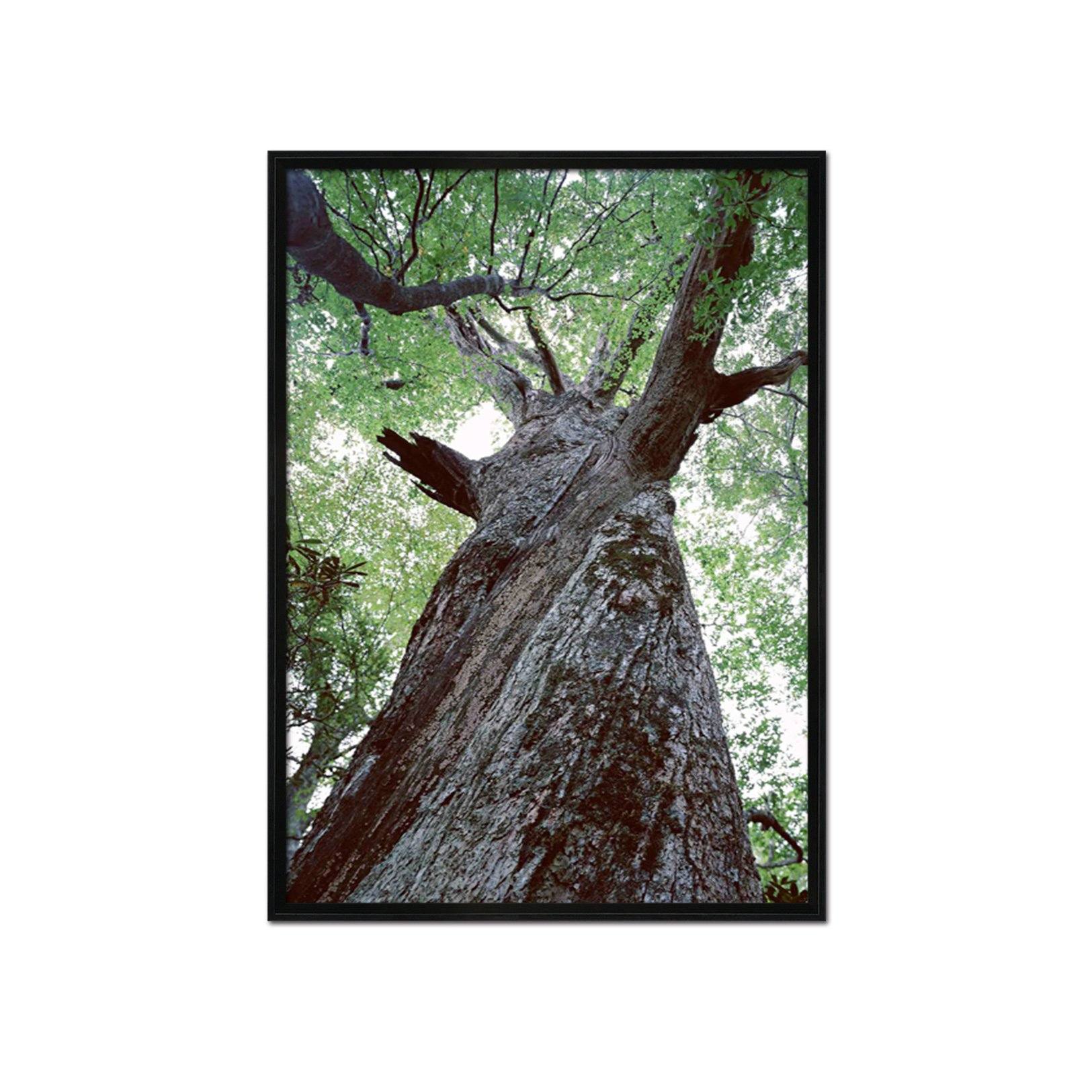 3D Thick Tree 113 Fake Framed Print Painting Wallpaper AJ Creativity Home 