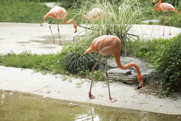 3D Flamingo 5986 Non Slip Rug Mat Mat AJ Creativity Home 