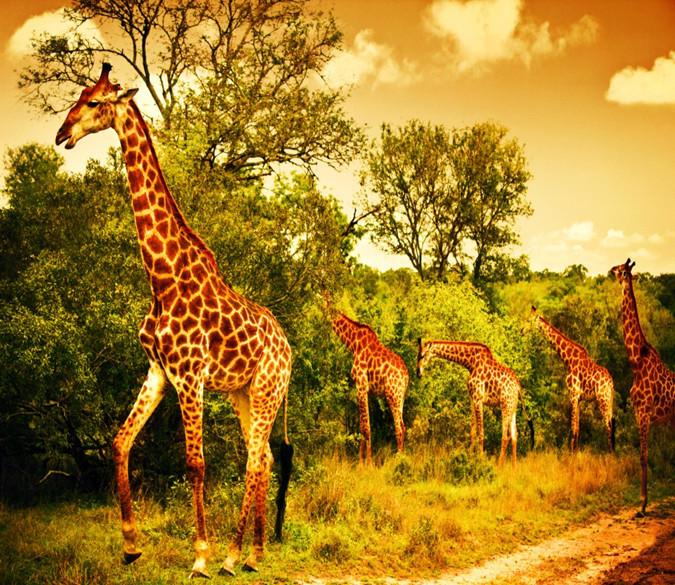 3D Giraffe Family 079 Wallpaper AJ Wallpaper 