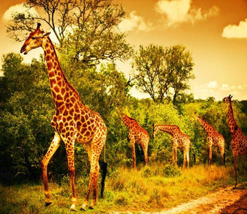 3D Giraffe Family 079 Wallpaper AJ Wallpaper 