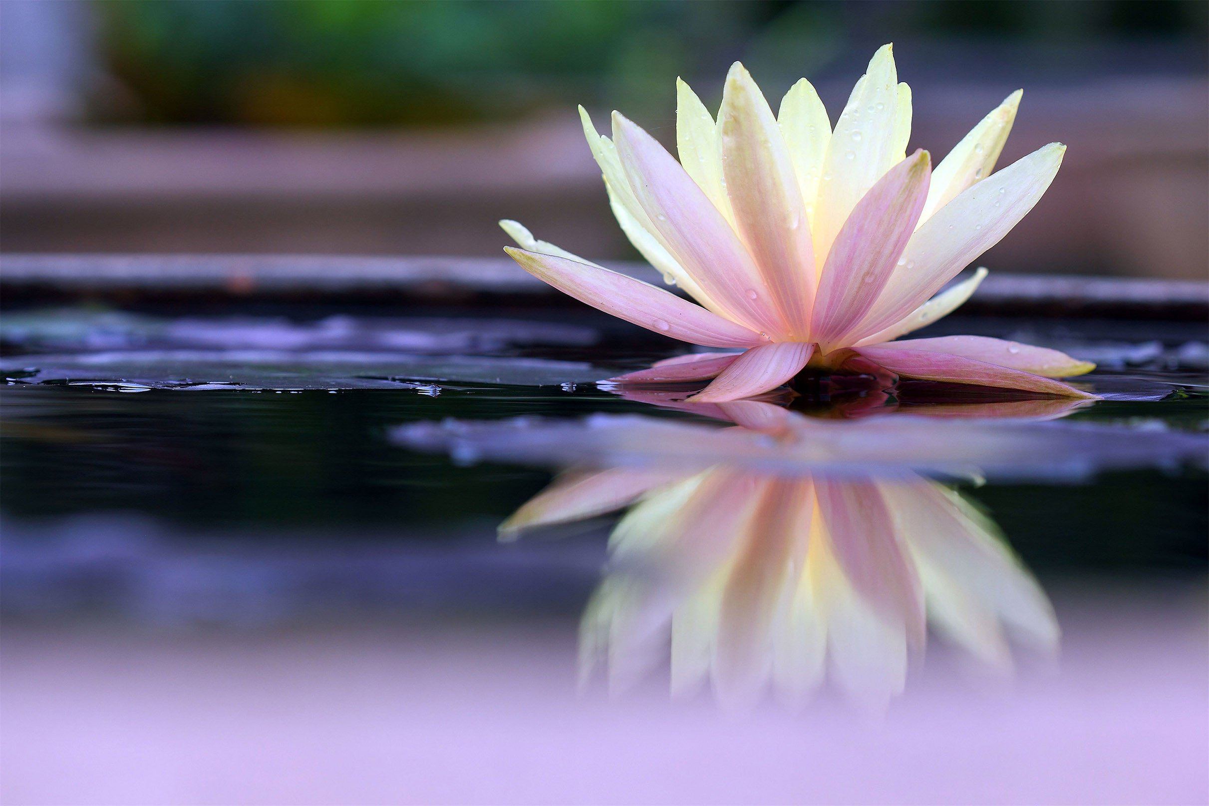3D Water Lily 535 Kitchen Mat Floor Mural Wallpaper AJ Wallpaper 