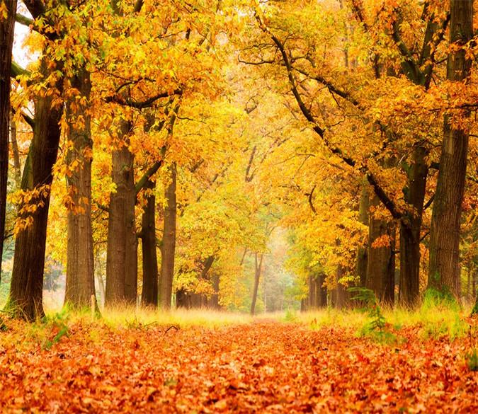 3D Autumn Forest Path 1 Wallpaper AJ Wallpaper 