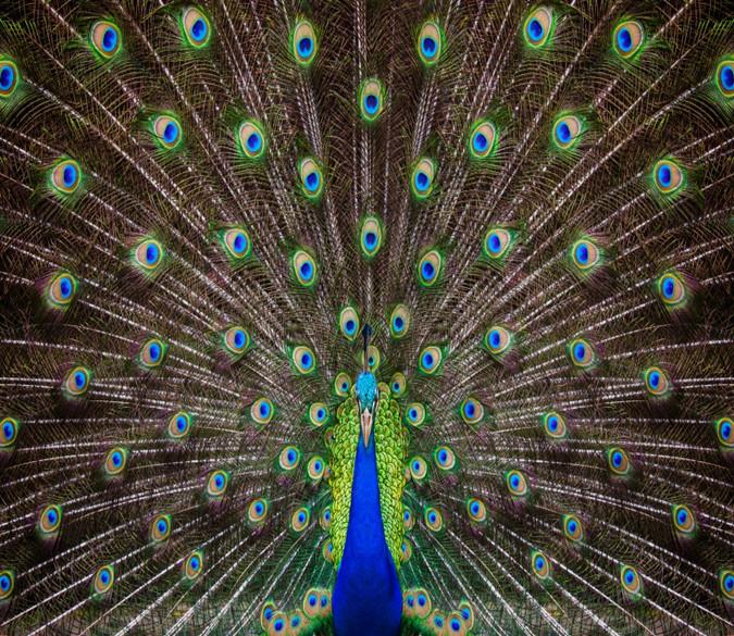 3D Peacock Feather 887 Wallpaper AJ Wallpaper 