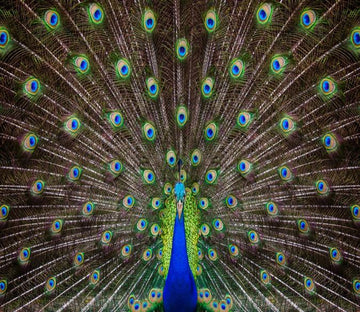 3D Peacock Feather 887 Wallpaper AJ Wallpaper 