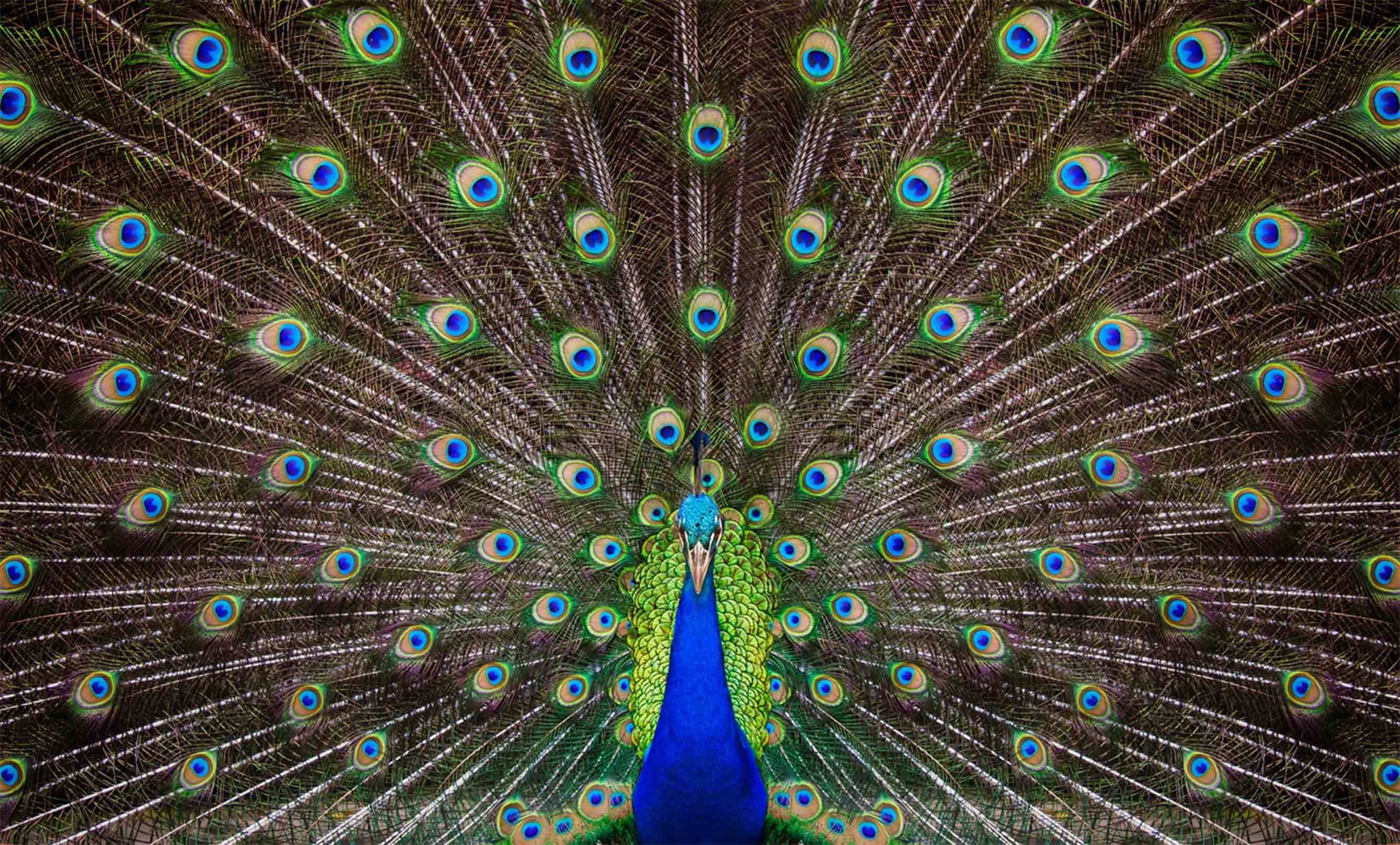 3D Opening Tail Peacock 56 Kitchen Mat Floor Mural Wallpaper AJ Wallpaper 
