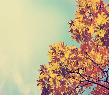 Red Maple Leaves 13 Wallpaper AJ Wallpaper 