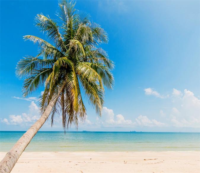 3D Ocean Beach Coconut Tree 23 Wallpaper AJ Wallpaper 