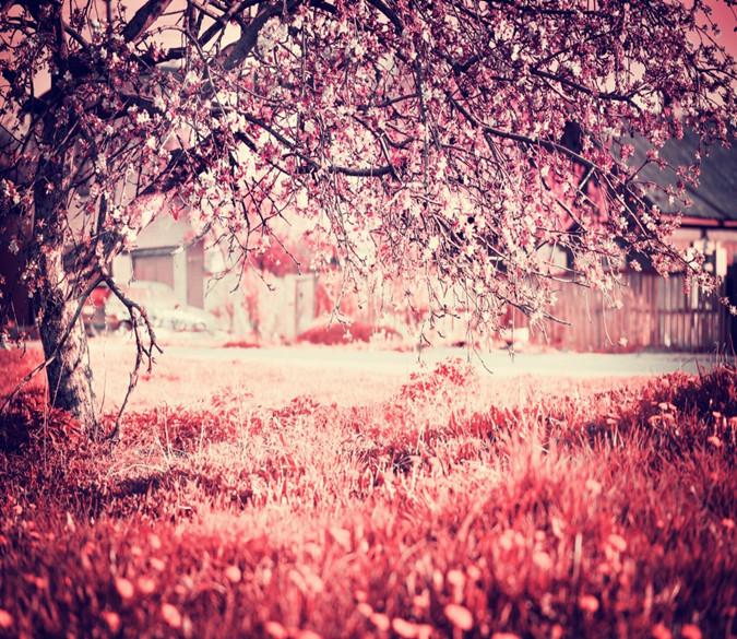 3D Cherry Falling Flowers 88 Wallpaper AJ Wallpaper 