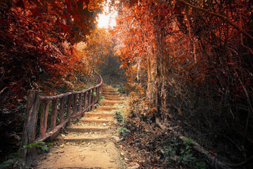 3D Forest Wood Bridge 567 Wallpaper AJ Wallpaper 