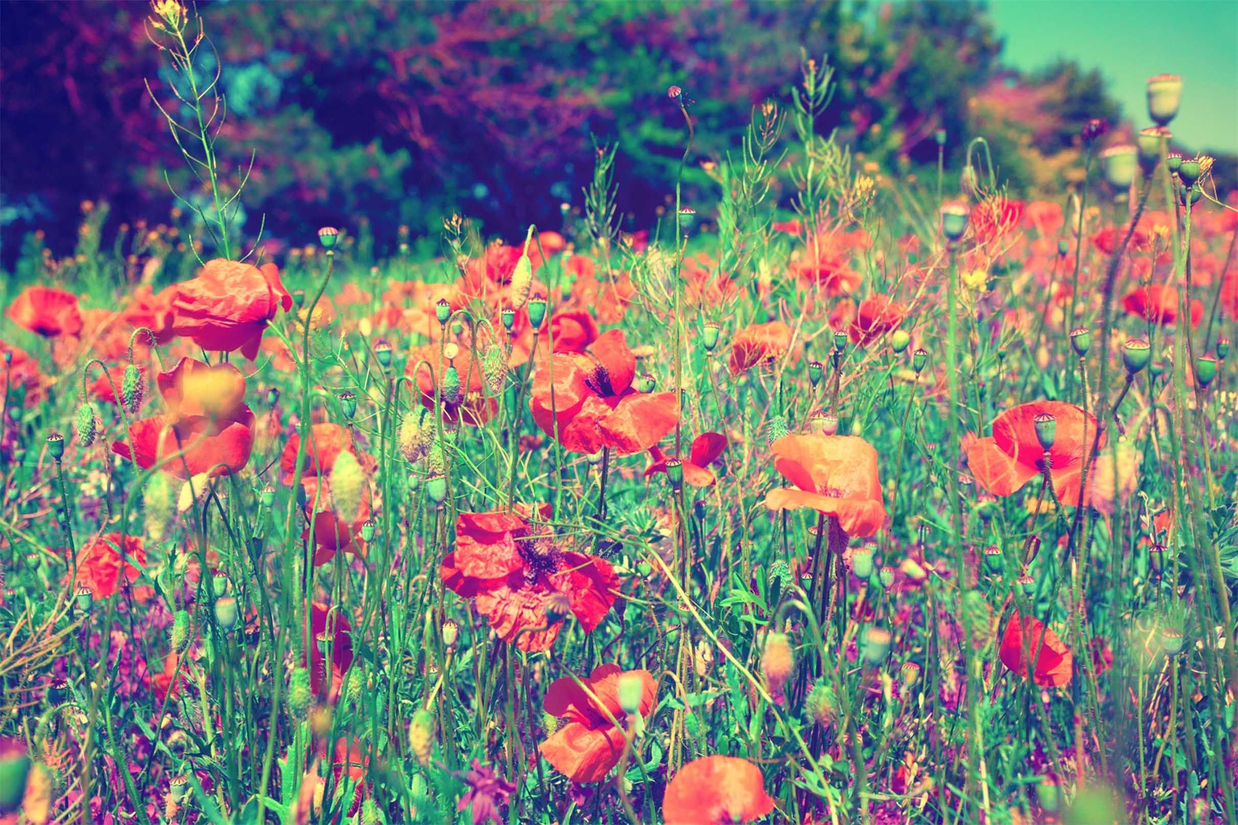 3D Weeds Flowers 532 Kitchen Mat Floor Mural Wallpaper AJ Wallpaper 