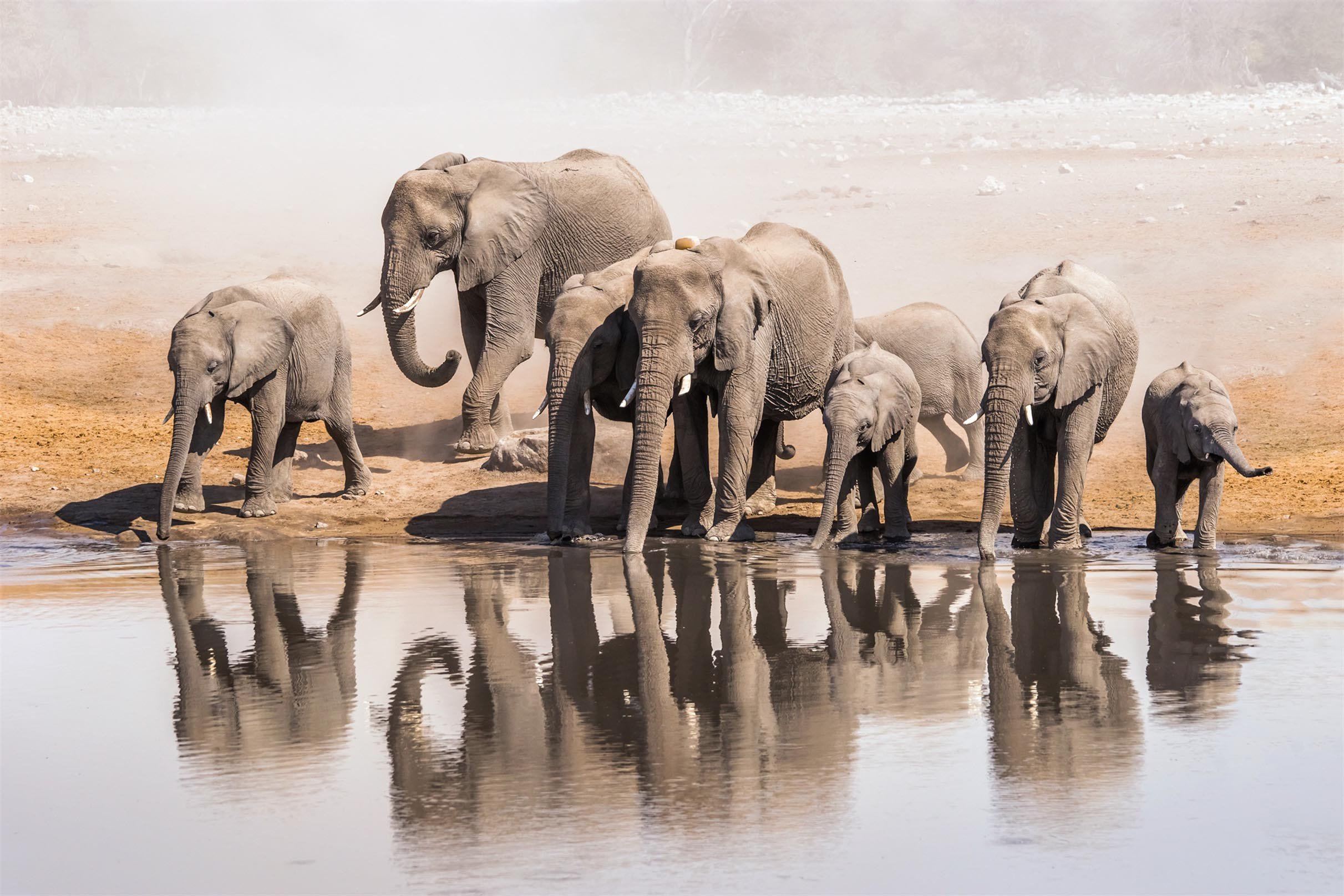3D Elephants Lake 634 Kitchen Mat Floor Mural Wallpaper AJ Wallpaper 