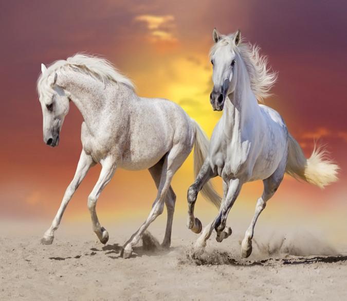 3D Sunset Glow Galloping Horses 77 Wallpaper AJ Wallpaper 