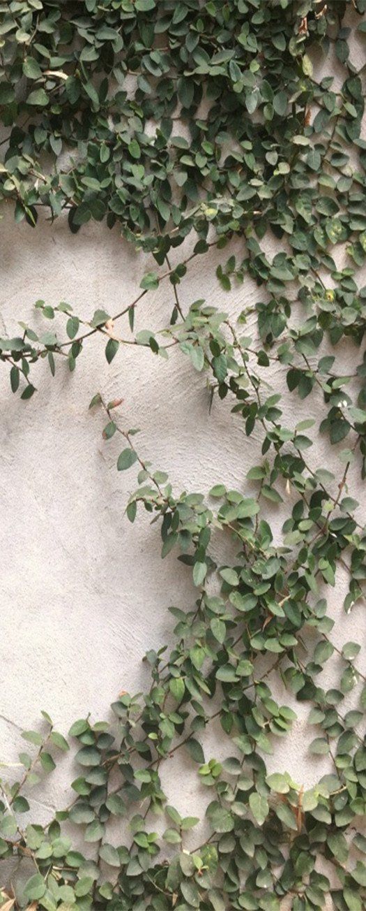 3D vine branches fresh door mural Wallpaper AJ Wallpaper 