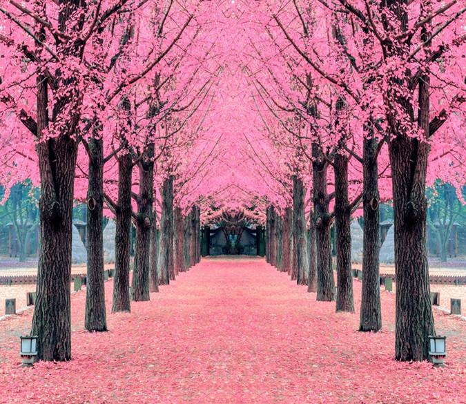 3D Cherry Tree Path 744 Wallpaper AJ Wallpaper 