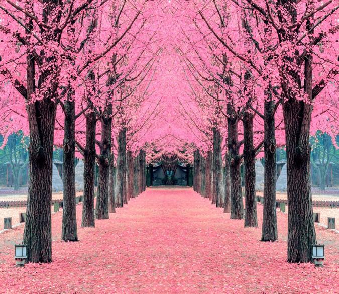 3D Cherry Tree Path 744 Wallpaper AJ Wallpaper 