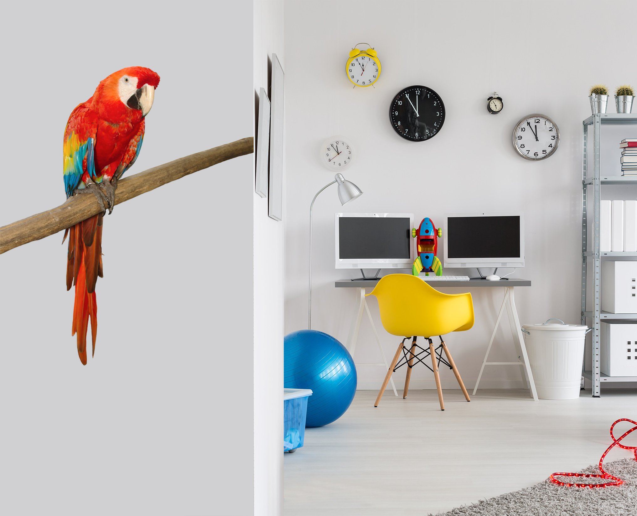 3D Parrot Looking Sideways 193 Animals Wall Stickers Wallpaper AJ Wallpaper 