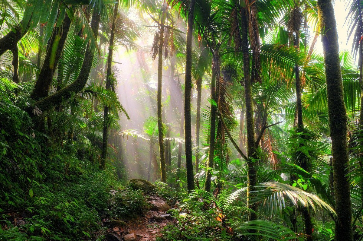 3D Tropical Forest 124 Garage Door Mural Wallpaper AJ Wallpaper 
