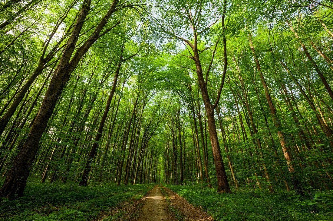 3D Green Forest 269 Garage Door Mural Wallpaper AJ Wallpaper 