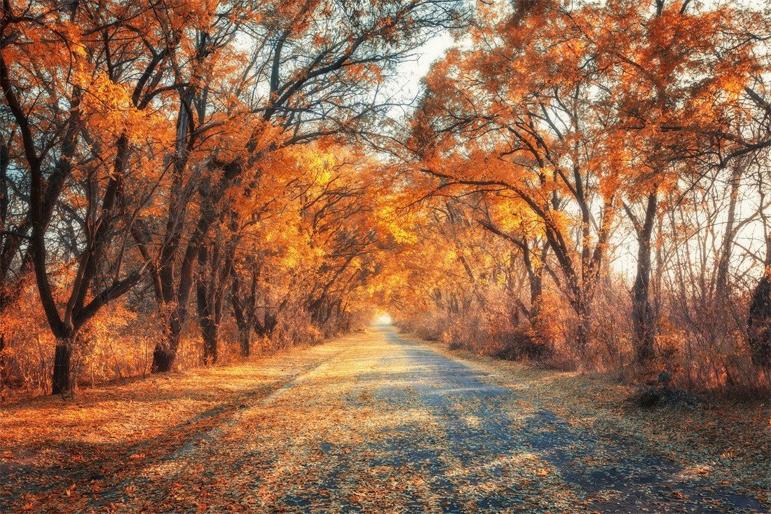 3D Autumn Roadside Trees 119 Garage Door Mural Wallpaper AJ Wallpaper 