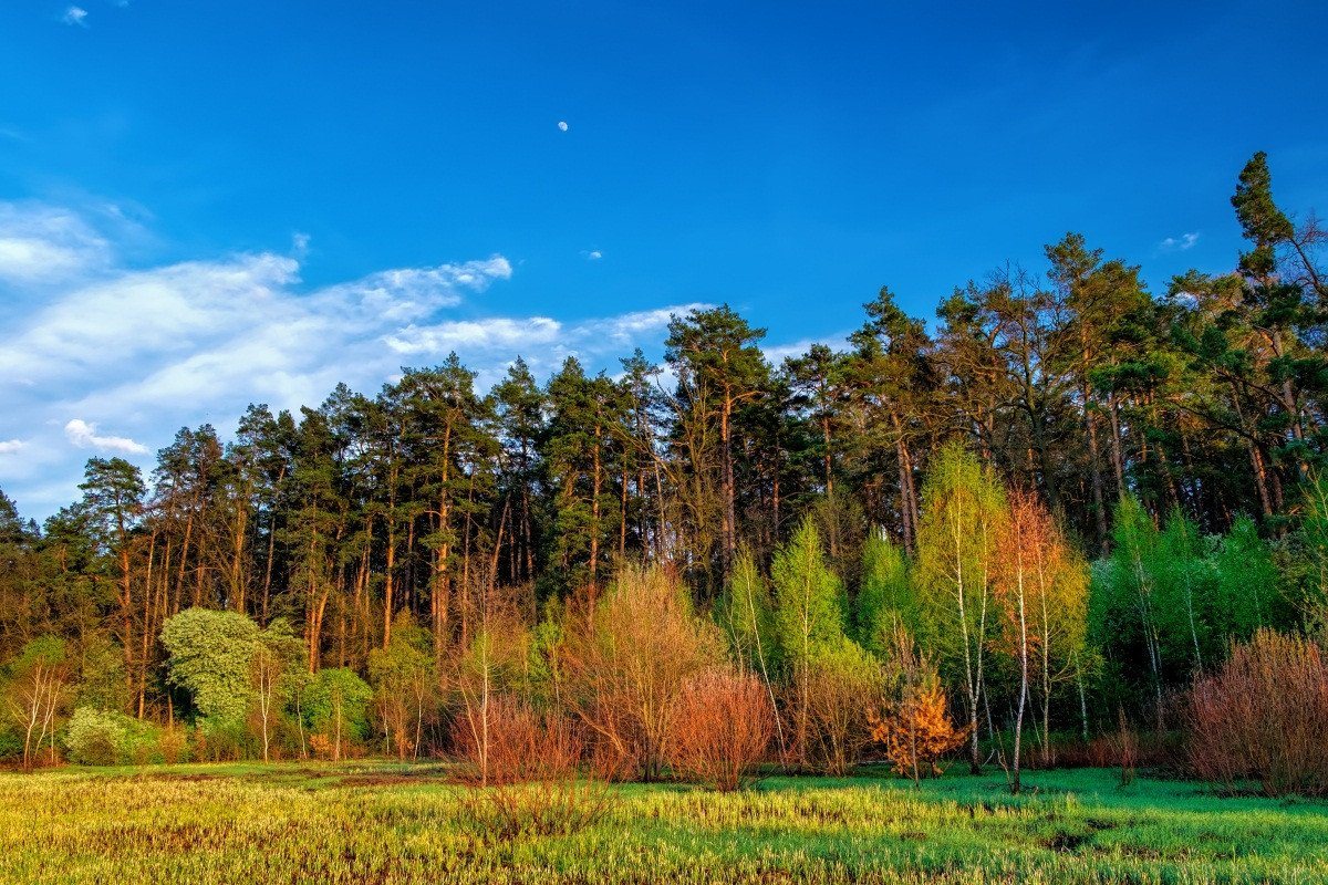 3D Forest Trees 114 Garage Door Mural Wallpaper AJ Wallpaper 