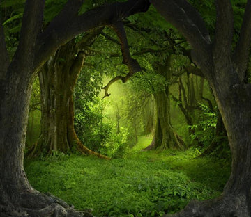 3D Ancient Forest 28 Wallpaper AJ Wallpaper 