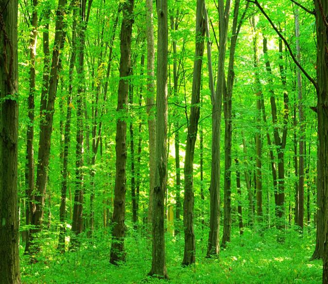 3D Spring Fresh Green Tree 723 Wallpaper AJ Wallpaper 