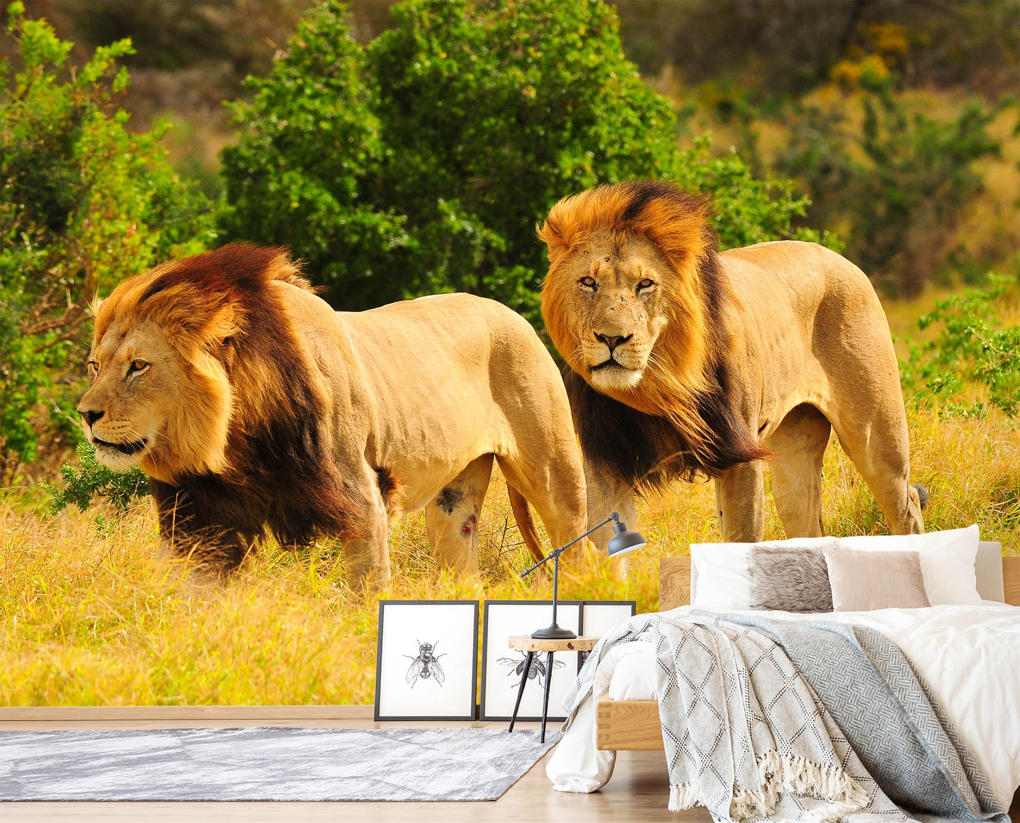 3D African Lion 367 Wall Murals