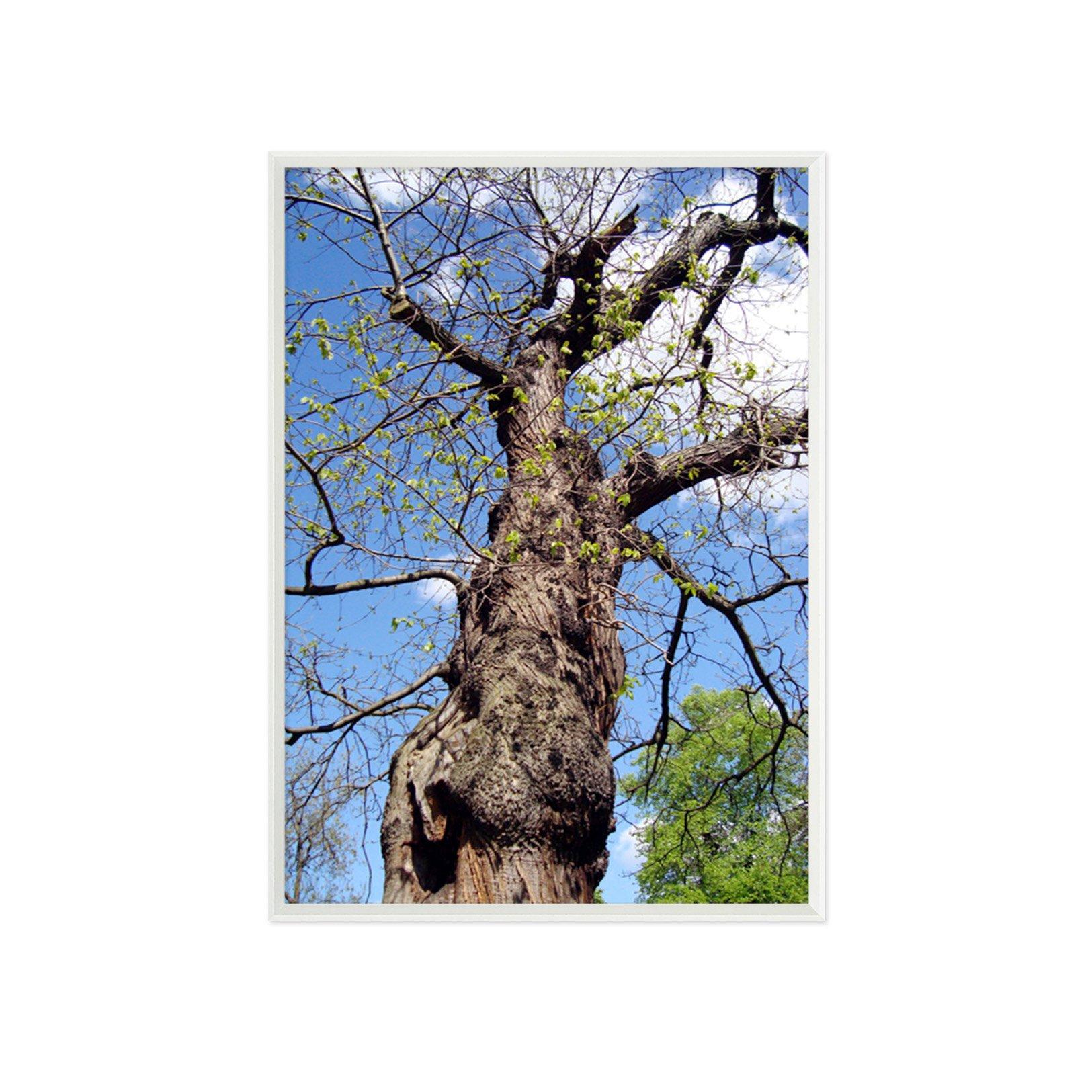 3D Lonely Tree 069 Fake Framed Print Painting Wallpaper AJ Creativity Home 